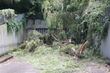 sökülüp ve garaj engelleyen fırtına hasar büyük ağaç