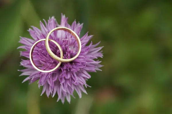 Vigselringar på blomma — Stockfoto