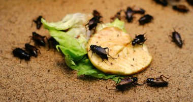 Insects on food clipart
