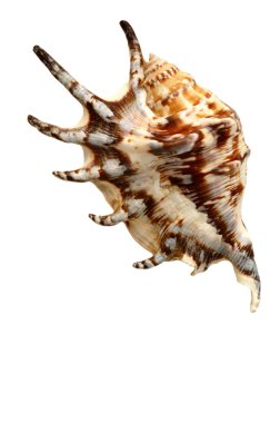 deniz kabuğu beyaz bir arkaplanda izole edilmiş