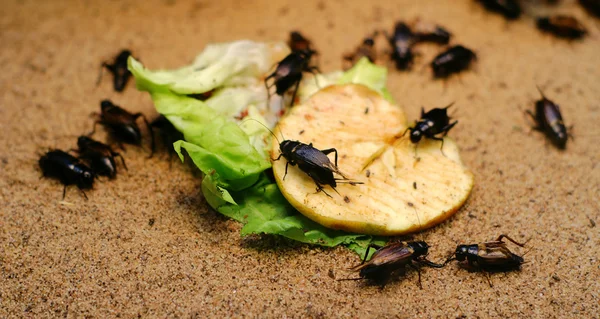 Insecten op voedsel — Stockfoto