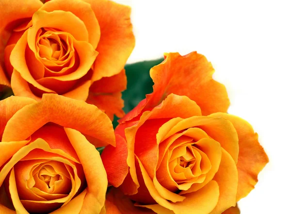 Orange flower rose with glorious green leaves