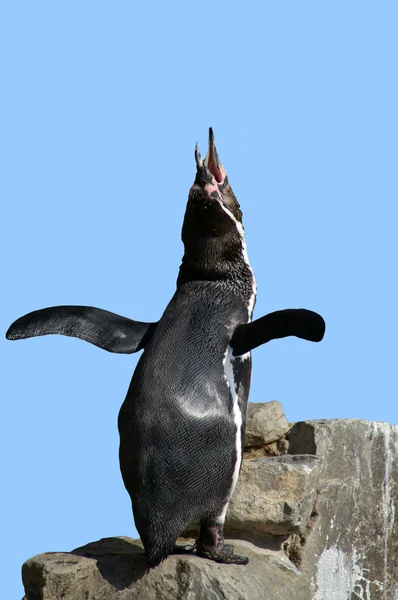 Afrikanska penguin, spheniscus demersus — Stockfoto