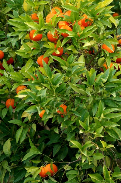 Апельсин растет на дереве — стоковое фото