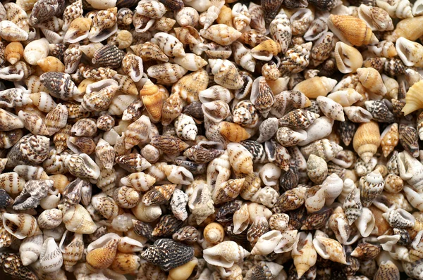 Shells as background — Stock Photo, Image