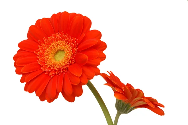 Bourgondië gerbera bloem op een witte achtergrond — Stockfoto