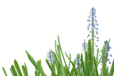 beyaz zemin üzerinde uzun SAP ile mavi lupine closeup