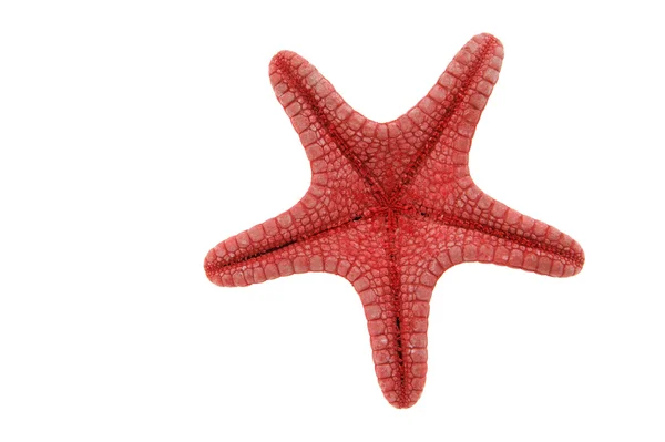 Red sea star close up macro detail isolated on white background — Stock Photo, Image