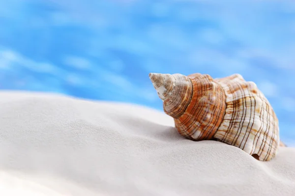 Sea shells on the sand background — Stock Photo, Image
