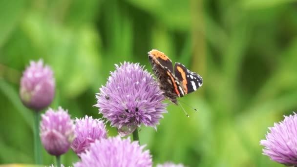 Butterfly on flower — Stock Video