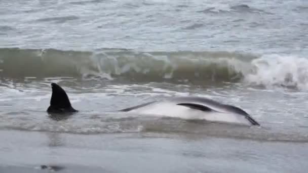 Dode dolfijnen aangespoeld op een strand — Stockvideo