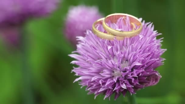 Anéis de casamento em flor roxa — Vídeo de Stock