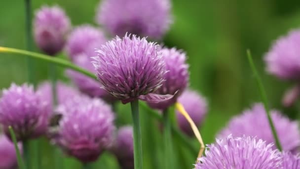 Abelhas ocupadas em flor — Vídeo de Stock