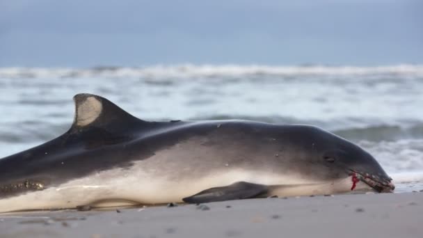 Dead Dolphin washed up on a beach — Stock videók