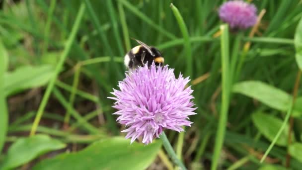 फूल पर व्यस्त मधुमक्खियों — स्टॉक वीडियो