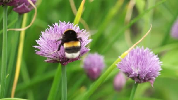 फूल पर व्यस्त मधुमक्खियों — स्टॉक वीडियो