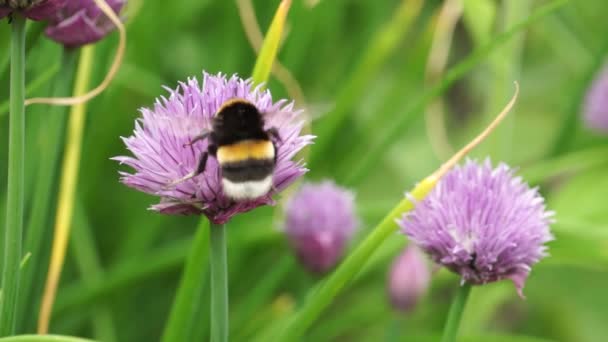 Busy bees on flower — Stock Video