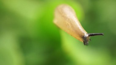 sümüklü salyangoz makro