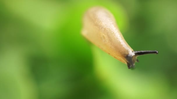 Slimy Snail Macro — Stock Video