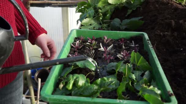 Watering Seedlings — Stock Video