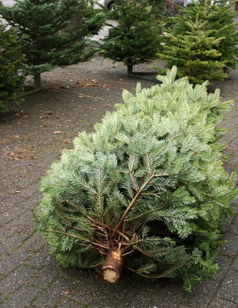 Árbol desarraigado —  Fotos de Stock