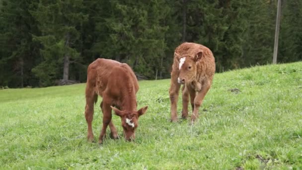 Jeunes vaches 
