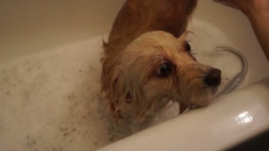 köpek yıkama