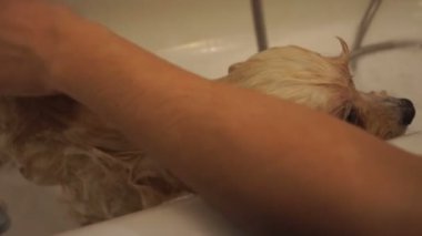köpek yıkama
