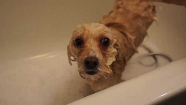 Tvätta hunden — Stockvideo