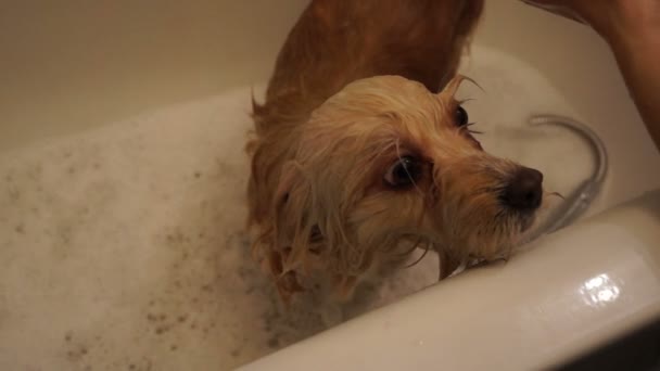 De hond wassen — Stockvideo