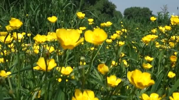 Blommor på ett fält — Stockvideo