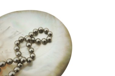 inci deniz kabuğu üzerinde