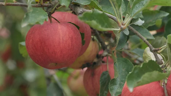 Naturalne Czerwone Jabłka Drzewie Gotowe Zbioru — Zdjęcie stockowe