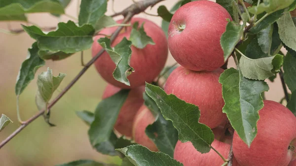 Zbliżenie Naturalnymi Jabłkami Sadzie — Zdjęcie stockowe