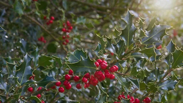 Gros Plan Sur Branche Naturelle Houx Dans Forêt — Photo