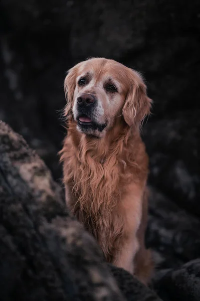 Golden Retriever Cachorro Praia Olhando Para Longe — Fotografia de Stock