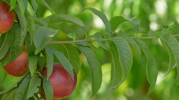 Zbliżenie Grupą Naturalnych Nektaryn Gałęziach Drzew — Zdjęcie stockowe