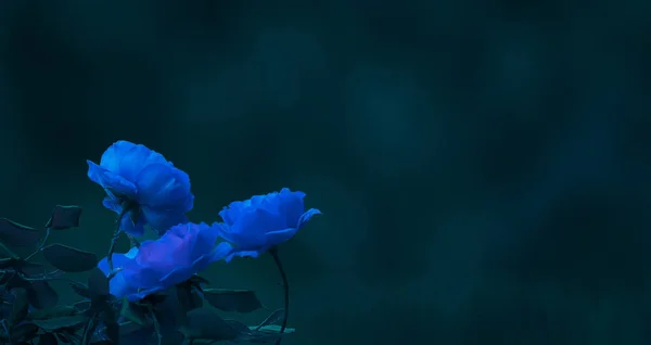 Photographie Avec Des Roses Bleues Fond Flou — Photo