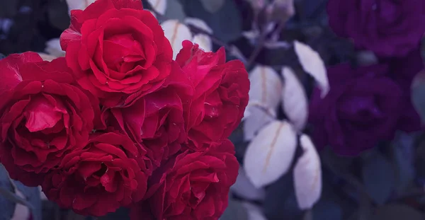 Gros Plan Avec Bouquet Roses Rouges Naturelles — Photo