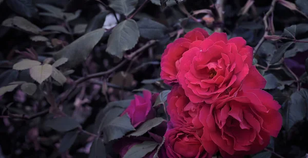 Fotografie Mit Einem Strauß Natürlicher Roter Rosen — Stockfoto