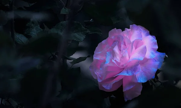 Natürliche Rose Voller Blüte Vom Sonnenlicht Erleuchteten Garten — Stockfoto
