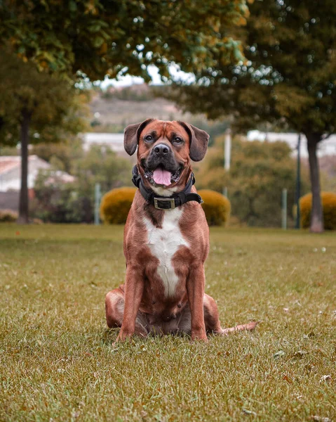 一只拳击犬坐在一个自然公园里 — 图库照片