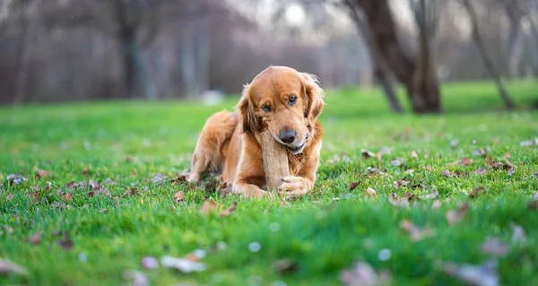Golden Retriever Köpeği Çimlerin Üzerinde Oturmuş Tahta Bir Sopa Yiyor — Stok fotoğraf
