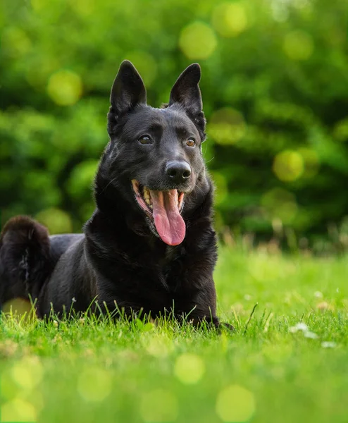 Schwarzer Belgischer Schäferhund Sitzt Einem Naturpark — Stockfoto
