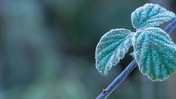 Крупным Планом Покрытые Льдом Листья Холодным Утром — стоковое фото