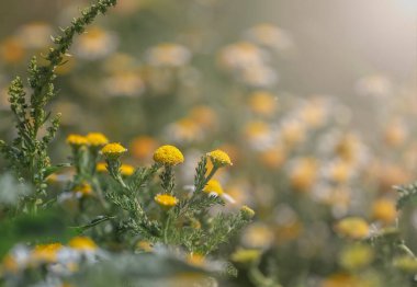 Güneşli bir günde arka planı bulanık olan papatya çiçekli kafalarla yakın çekim..