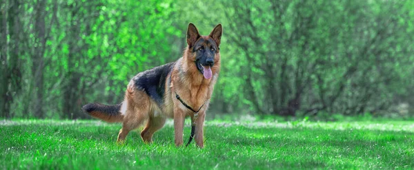 Beauty Picture German Shepherd Park Looking Away — ストック写真