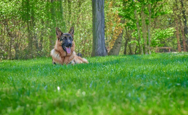 Německý Ovčák Přírodním Parku Lenošení Trávníku Pohledu Pryč Krásný Jarní — Stock fotografie