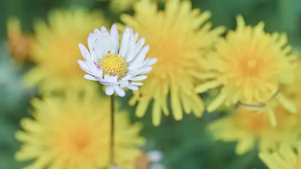Papatya Çiçekli Görüntü Odak Dışı Sarı Çiçekli Arkaplan — Stok fotoğraf