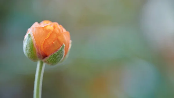 有橙花的美丽形象 春天开花前 背景模糊 — 图库照片